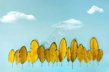 创意蓝色树叶落叶唯美创意图片背景