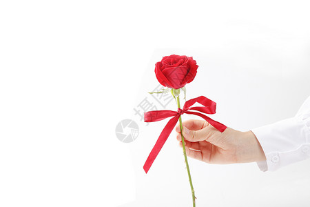 情人节主题手拿一朵红玫瑰情人节白色背景素材背景
