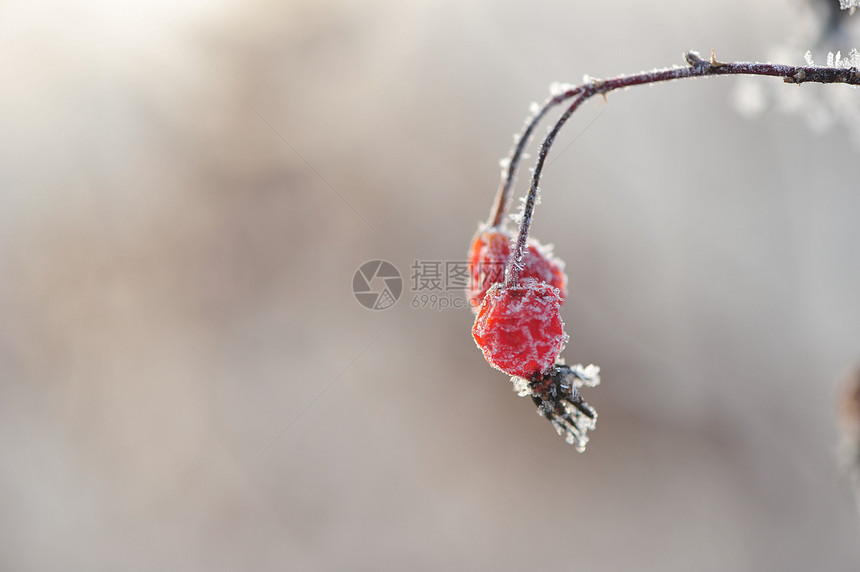 冬天里的挂冰霜植物图片