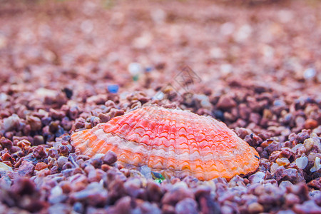 沙滩  紫色贝壳图片
