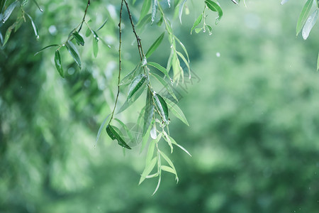 抗战胜利节气雨季中的树叶背景