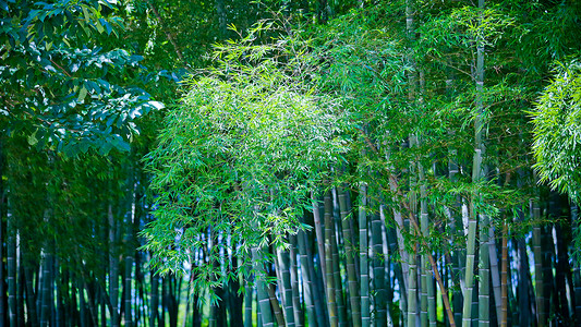 静谧的春日竹林竹叶背景图片