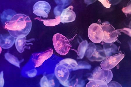 海底少女与水母粉紫色海月水母背景