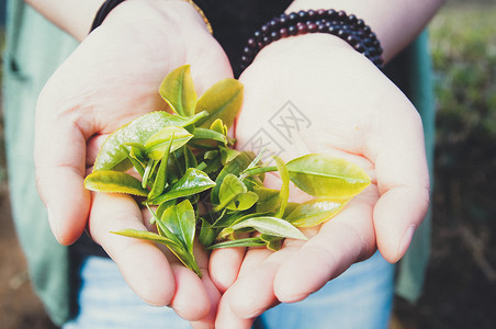 手捧茶叶饮料口渴的高清图片