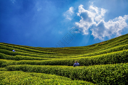 茶树叶茶山背景