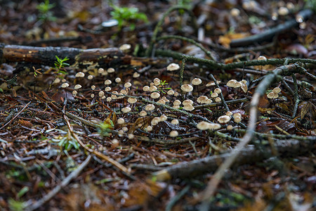 野外的小蘑菇高清图片