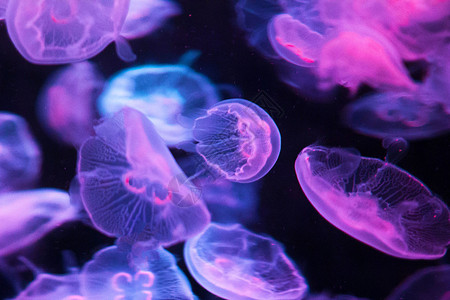 海中仙子 海月水母背景图片