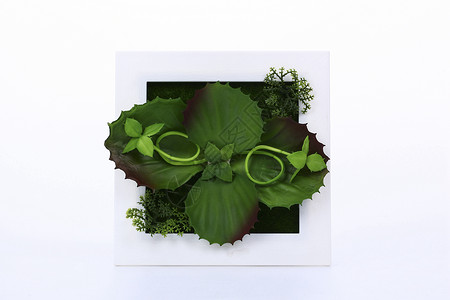 植物花藤花框背景