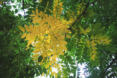 绿色剪影开始泛黄的叶子背景