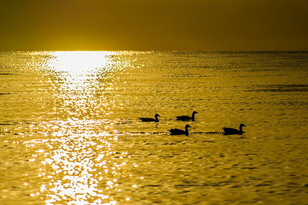 波光粼粼的湖青海日出美景背景