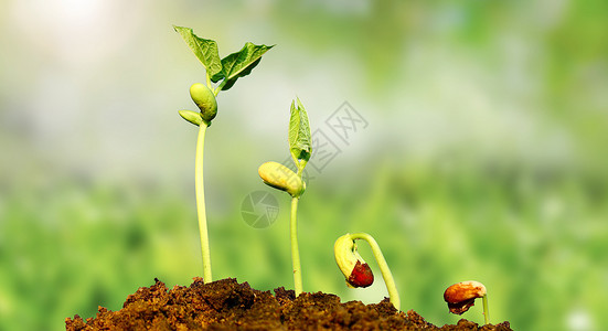 土壤养分绿芽设计图片