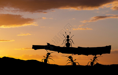 蚂蚁的力量也不容小觑背景图片