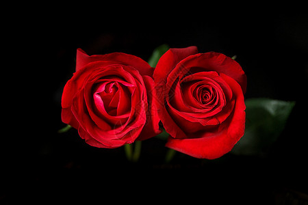 浪漫玫瑰花盛开高清图片素材