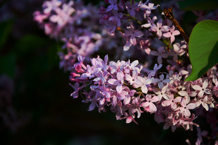 粉红的花朵丁香花背景