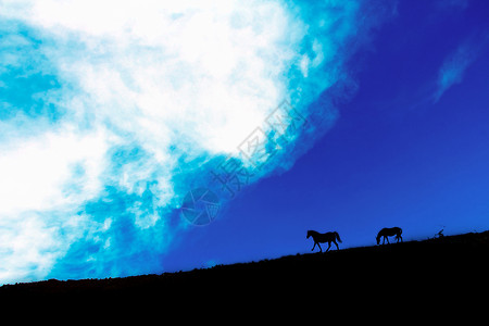 创意马蓝天白云下草地上的马背景