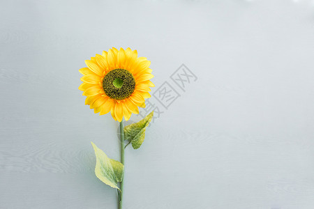 一朵向日葵向日葵纯色背景素材背景