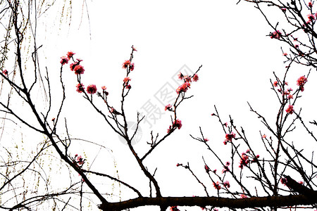 樱花水墨画樱花背景