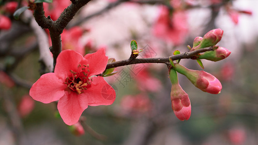 桃花朵朵开红色花的照片高清图片