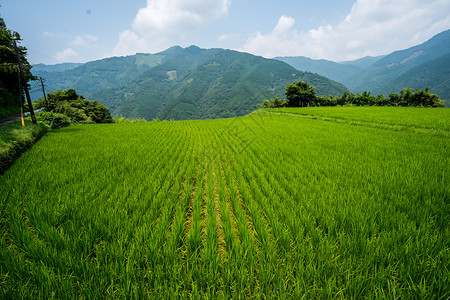 蓝天白云稻田日本九州宫崎的稻田背景