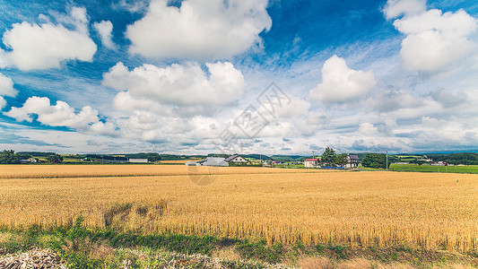 农村党建日本北海道美瑛迷人夏天背景