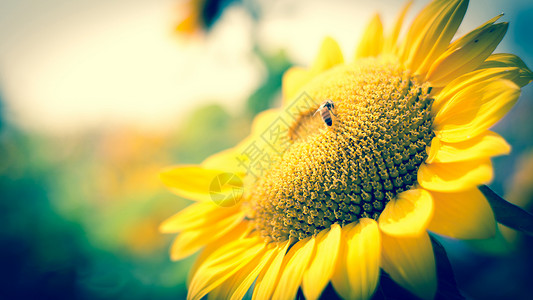 雌鹿甲虫阳光中的向日葵背景
