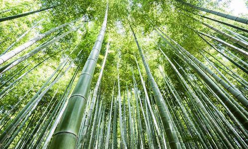 绿色公益素材安吉竹林夏天背景