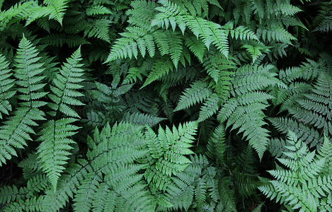 绿色流星雨蕨类植物背景背景