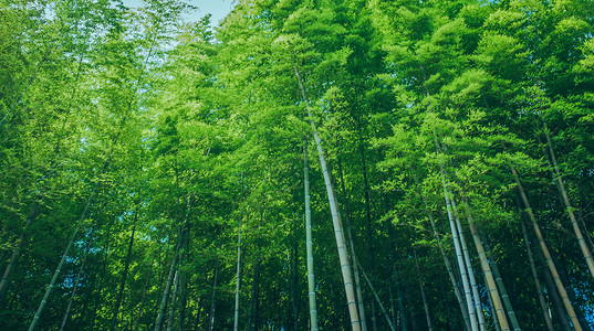 小清新树木竹林背景