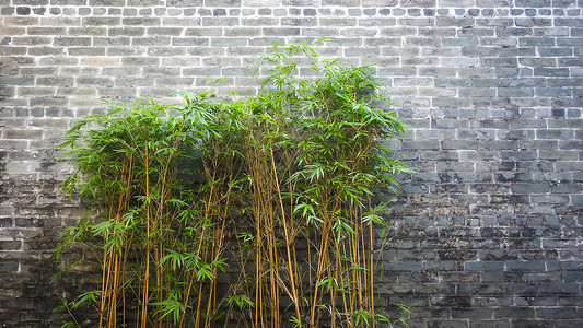 中国风古老砖墙背景中的竹子背景图片