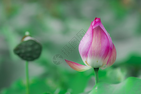 夏日荷花一束莲花花苞高清图片