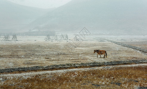 顶风前行香格里拉风雪中的马背景