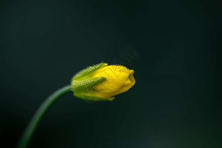 带露珠的油菜花背景图片