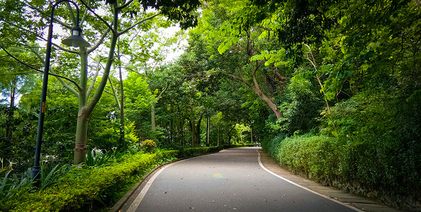 道路树林林中绿道背景