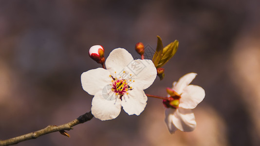 美丽的花图片