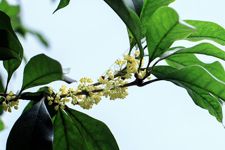 桂花树素材金桂背景