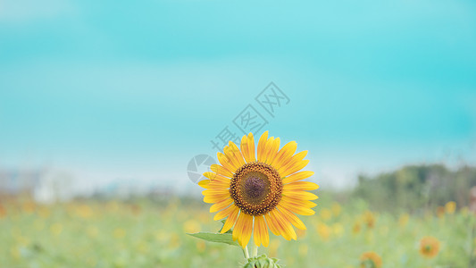 黄色花背景田野里的向日葵背景