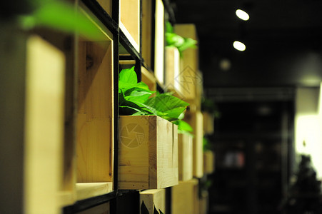 书架上的绿植绿萝背景图片