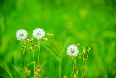 蒲公英植物三朵节高清图片