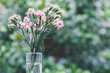 鲜花康乃馨植物透明高清图片