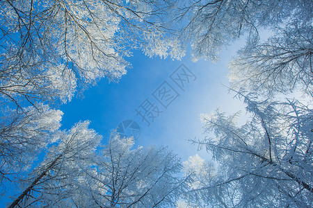 蓝色雪花花边阿尔山的雾凇和蓝天背景