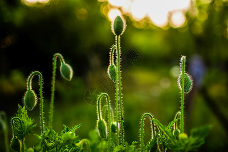 紫色阳光花草地花骨朵美图背景