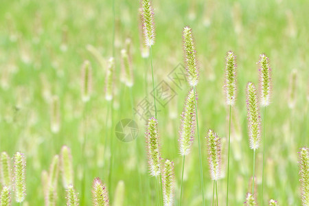 植物花草背景图片
