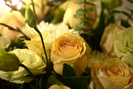 手绘插花月季唯美黄玫瑰背景背景