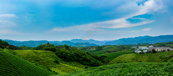 创意农田四明山茶园全景背景