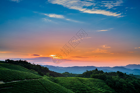 茶山晨曦绿色背景图高清图片