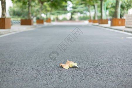 一叶知秋艺术字落在校园林荫道上的一片枯叶背景