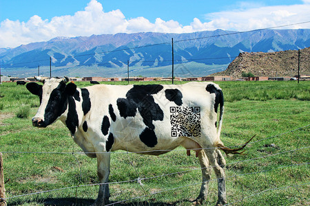 二维码奶牛图片