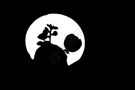 黑白花朵素材黑夜中盛开的玫瑰背景背景