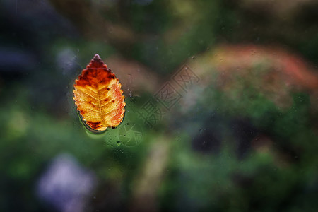 节气金色玉米雨中车窗上的树叶背景