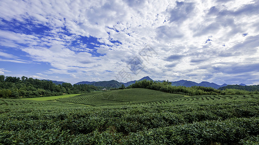 摄影光大气的茶山全景图背景